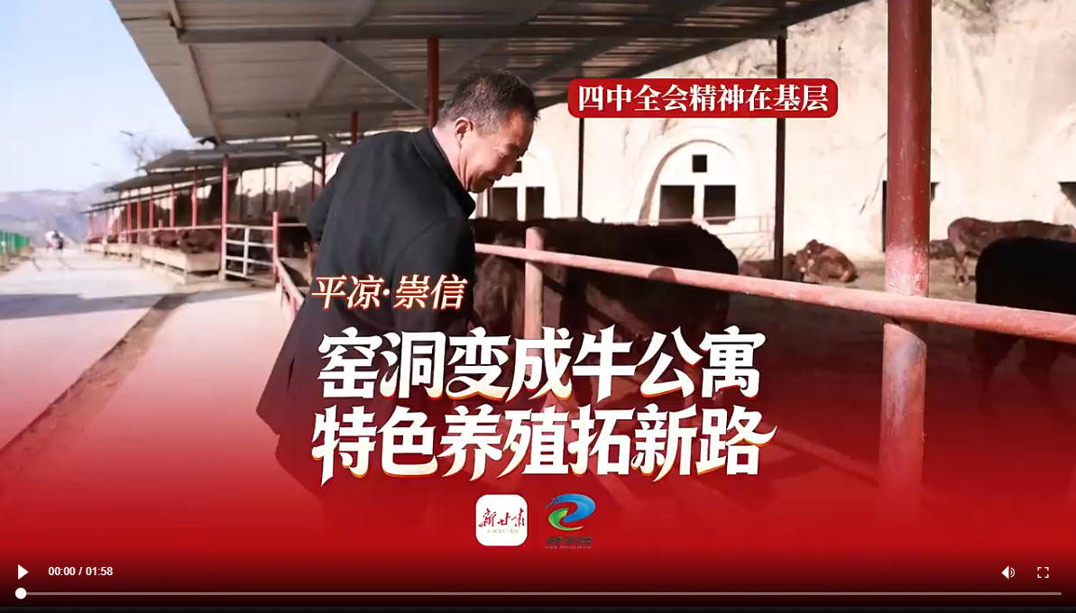 【甘快看·四中全会精神在基层】平凉·崇信：窑洞变成牛公寓 特色养殖拓新路