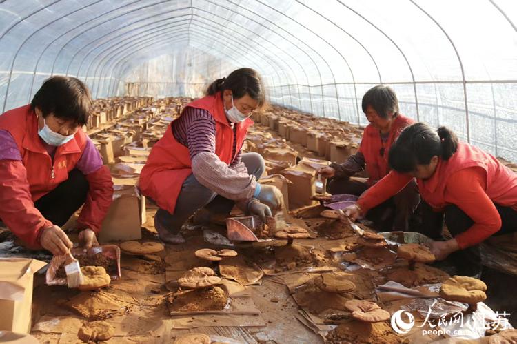 灵芝收获期，周边农户采集孢子粉。人民网记者 张瀚天摄