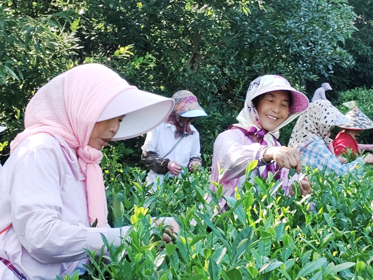 云雾茶收获期。云台山风景区管委会供图