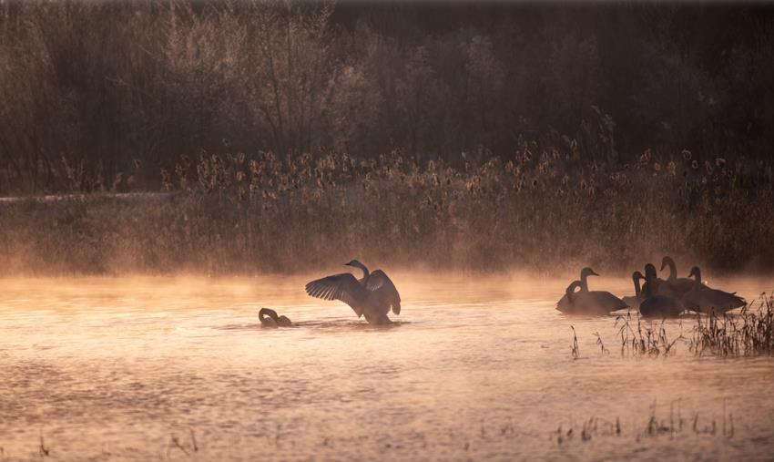甘肃张掖：晨雾漫漫天鹅舞