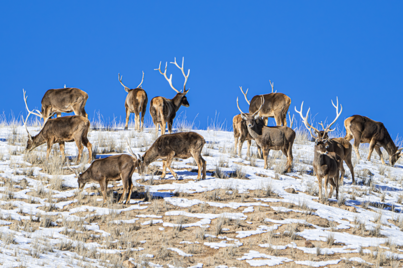 新年伊始 肃北盐池湾白唇鹿踏雪奔跑绘生态画卷