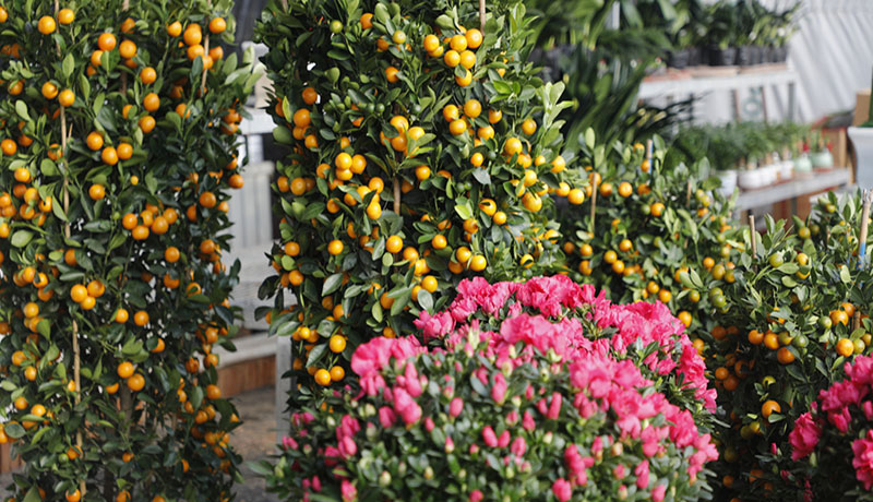 新春走基层|临泽:年宵花市场暖意融融迎旺季