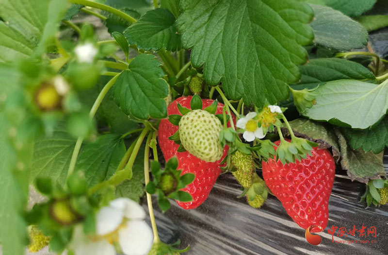 泾川：草莓飘香春意浓 特色种植助增收