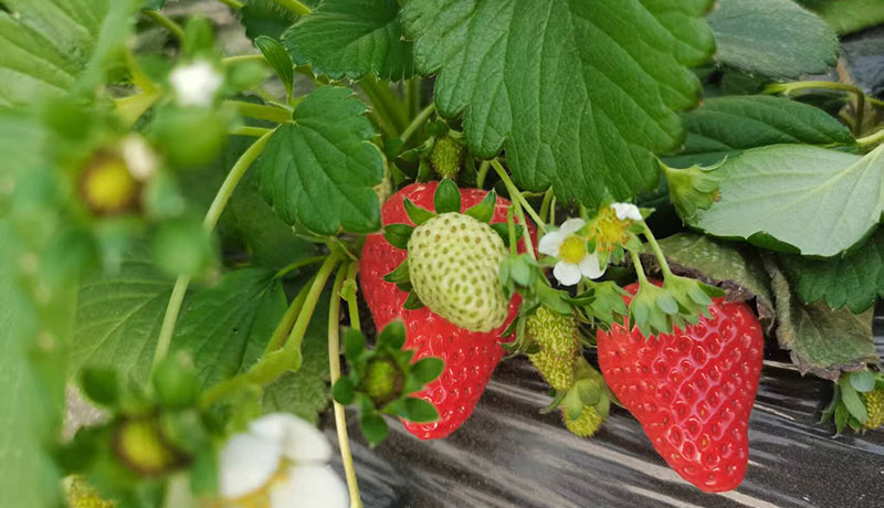 泾川：草莓飘香春意浓