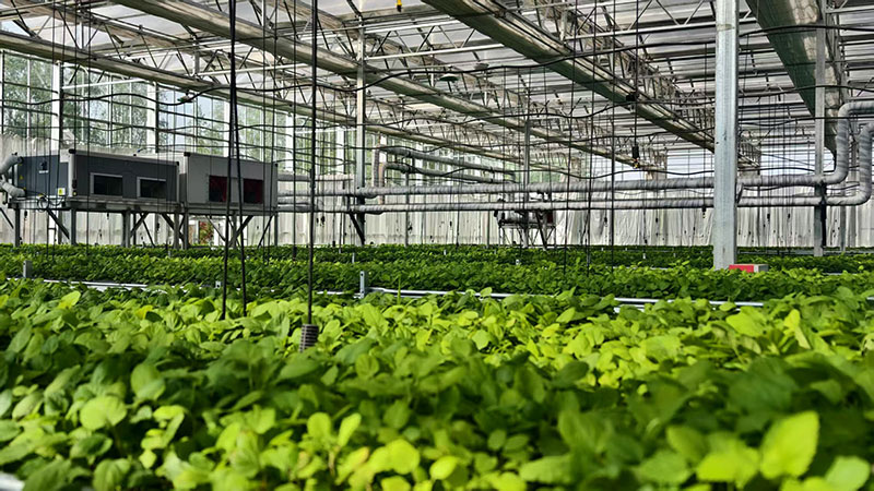 庄浪万亩“摇钱树”