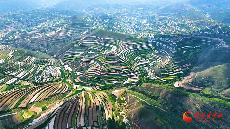 陇原山乡新画卷|漳县：以特色农业为笔，绘就乡村振兴新图景