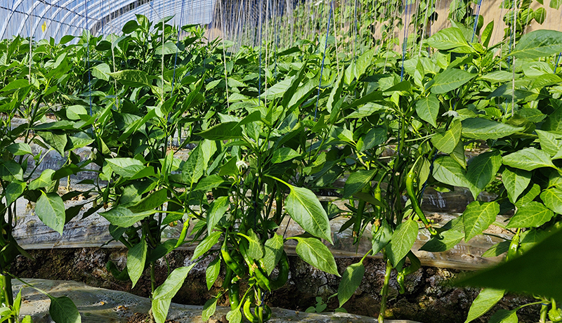 陇原山乡新画卷|平凉崆峒：辣椒抢“鲜”上市 点燃“火辣经济”