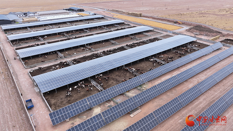 临泽：学用“千万工程”经验 绘就和美乡村新图景