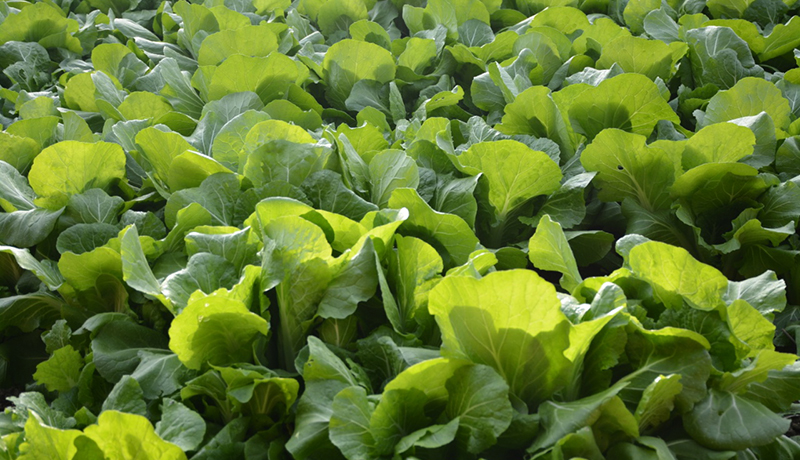 陇原山乡新画卷|敦煌：温室大棚蔬菜采摘忙