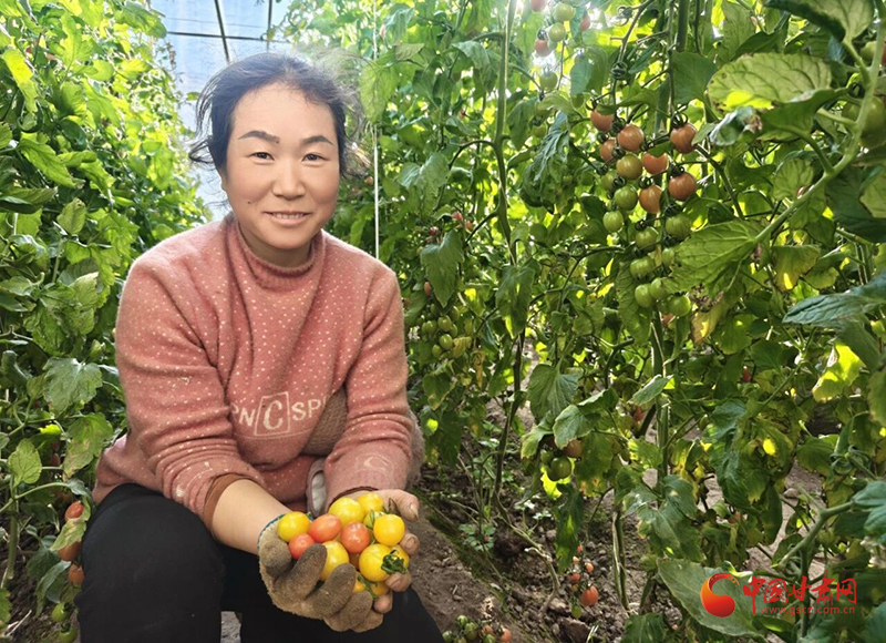 瓜州：寒天不“猫冬”大棚果蔬丰收带动群众家门口就业