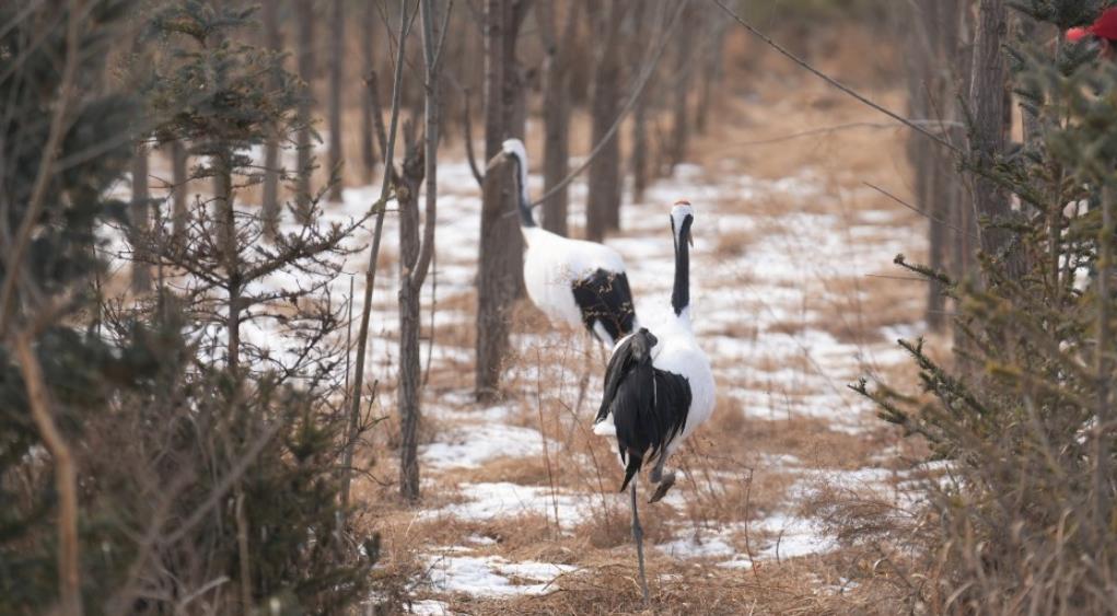 鹤舞静宁 陇原添彩