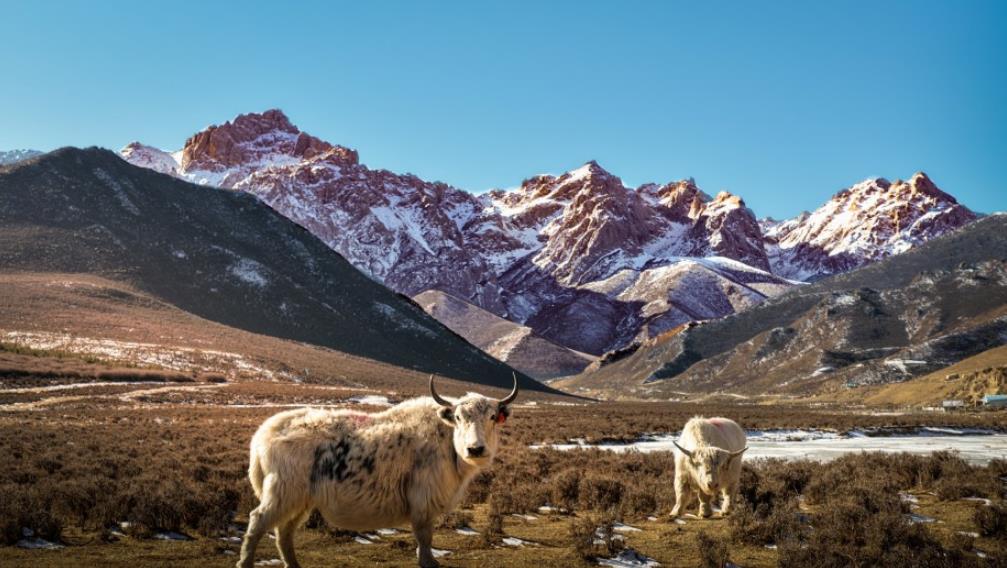 马牙山下牦牛欢 天祝高原冬日美