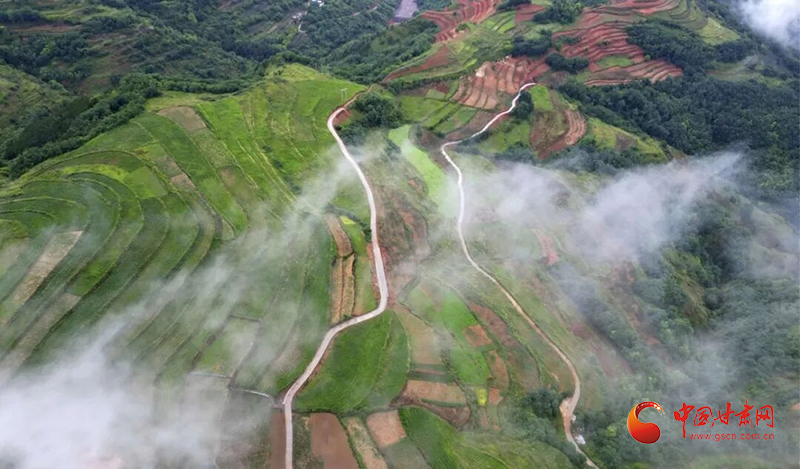 武都：从“生态佳”到“生态+”擘画林业振兴的立体图景