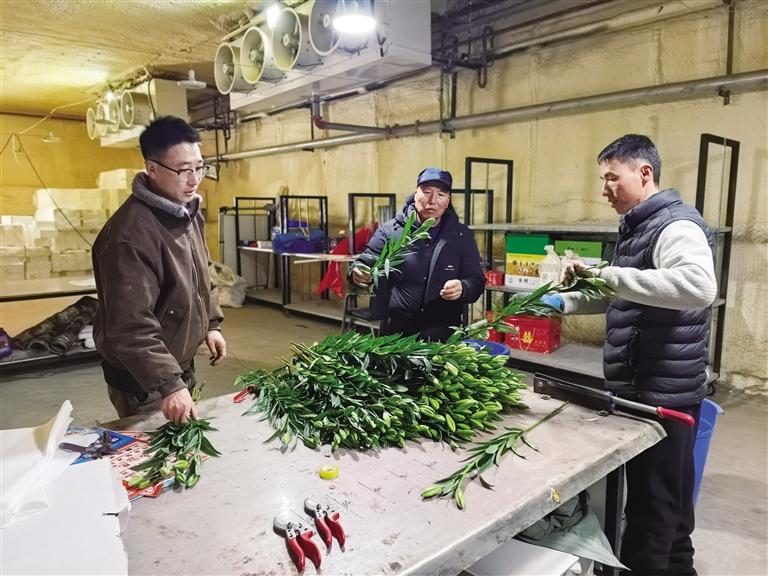 兰州新区鲜切百合花芬芳上市