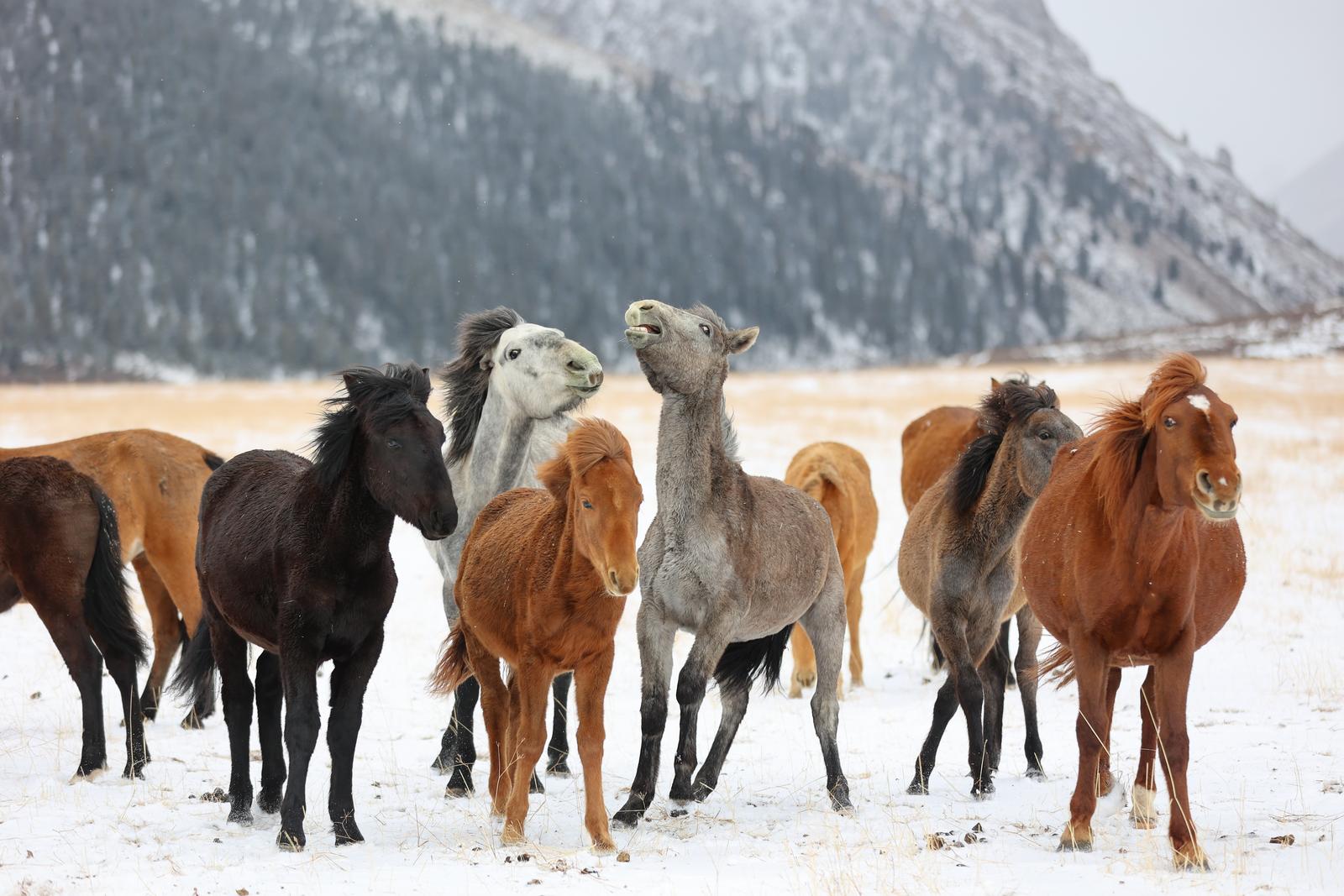这样山丹的冬天，谁能不心动