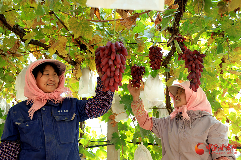 临泽：冬日葡萄藤上挂