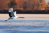 张掖：湿地鸟鸣织冬韵 欢歌一曲启新岁