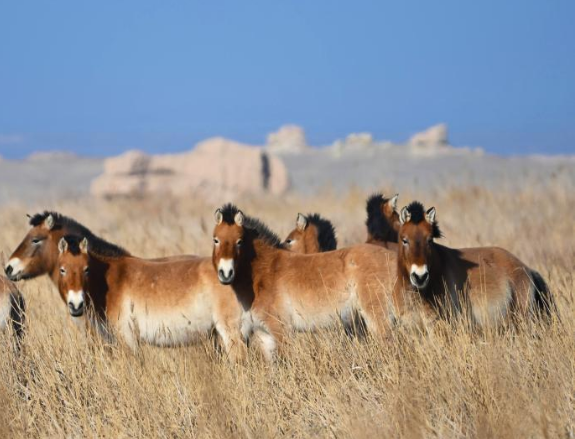 敦煌西湖保护区普氏野马扎根故土