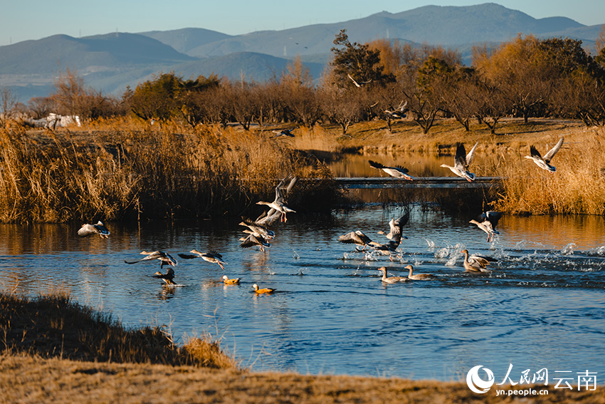 云南丽江拉市海迎来越冬候鸟最佳观赏季。徐俊摄