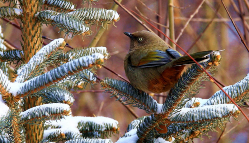 祁连山国家公园（候选区）高清影像定格橙翅噪鹛灵动身姿