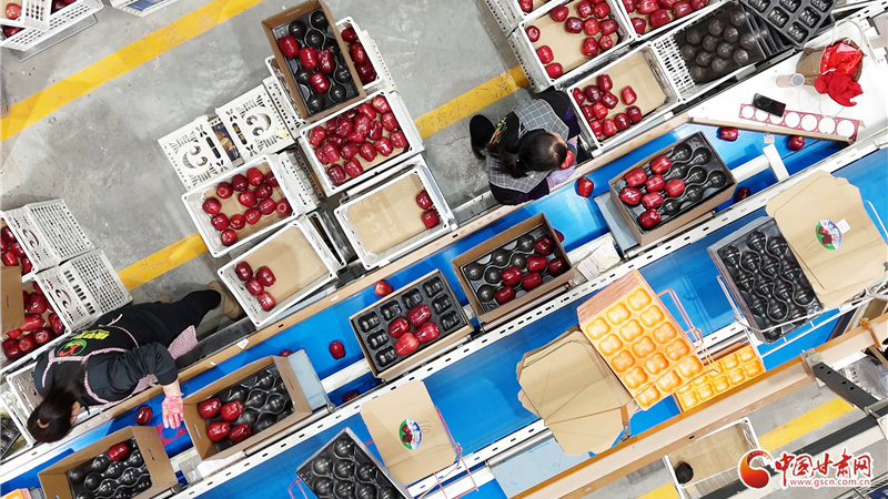 新春走基层丨甘谷苹果销售迎旺季 订单盈门产销两旺