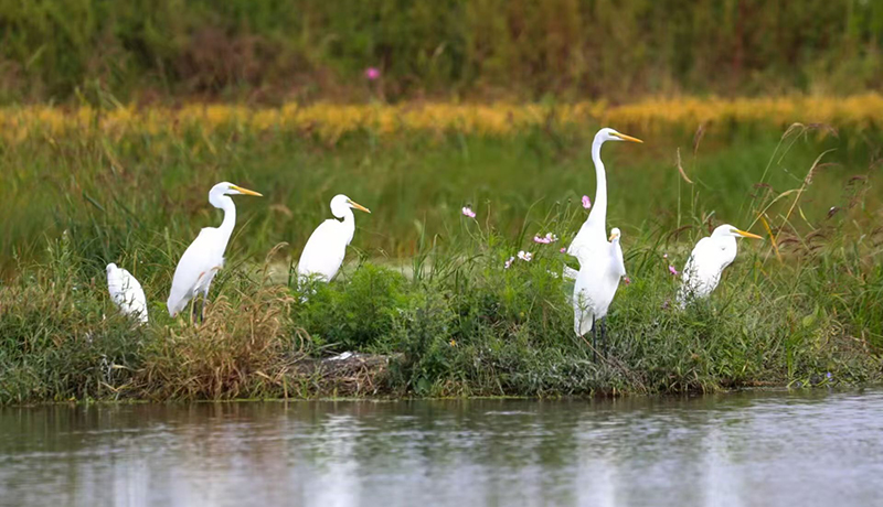  泾川：做实水文章 扮靓生态底色
