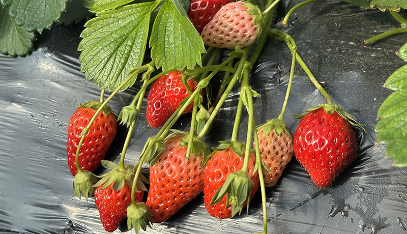 灵台：草莓飘香引客来