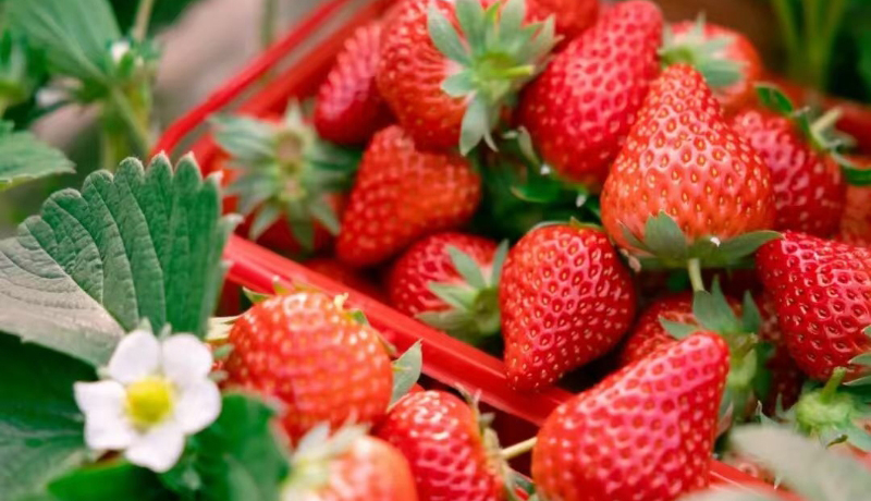 华亭：冬日暖棚藏“莓”好