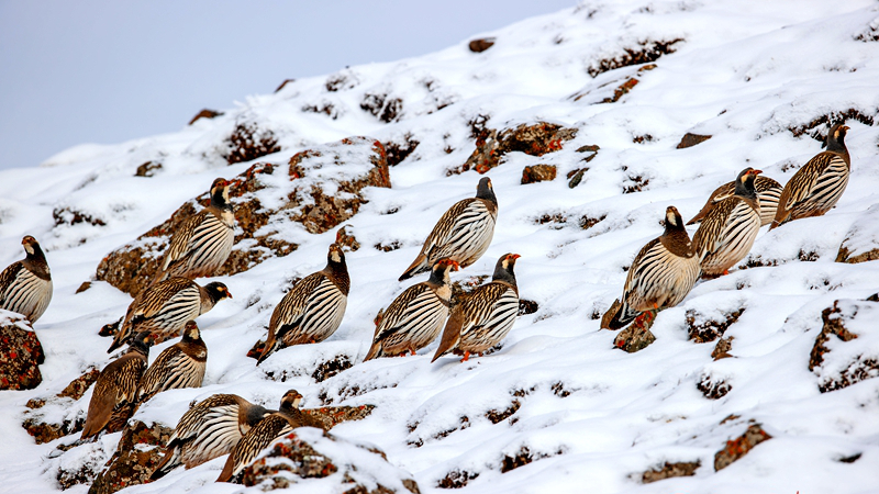 祁连山4200米垭口“访客”多 藏雪鸡“组团”解锁高原生存智慧