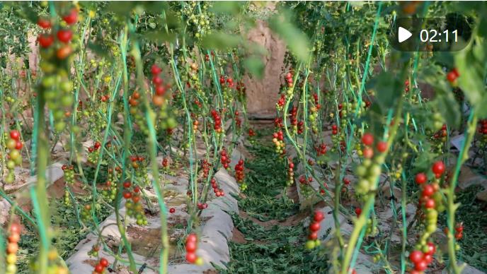 【甘快看】甘肃渭源：高原夏菜兴产业富乡村