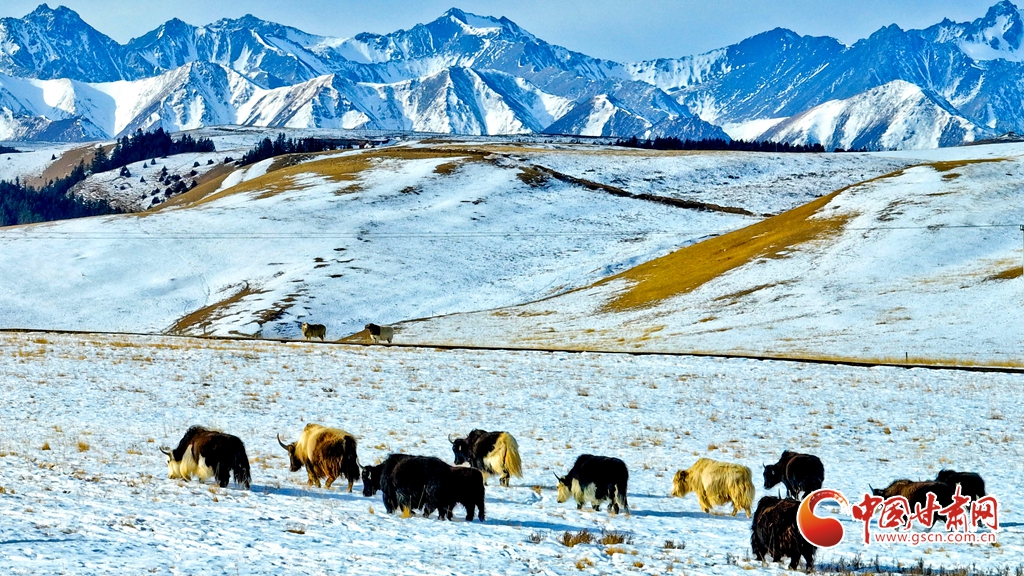 陇拍客丨肃南：雪后祁连山风光如画