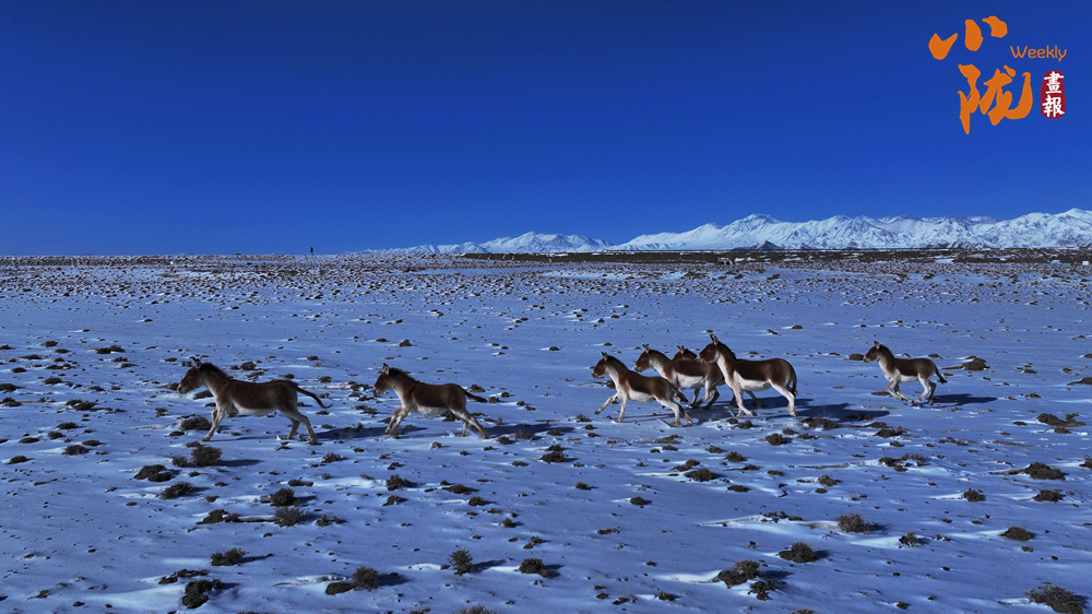 【小陇画报·458期】阿克塞:生灵为笔 写就草原冬日生态诗篇