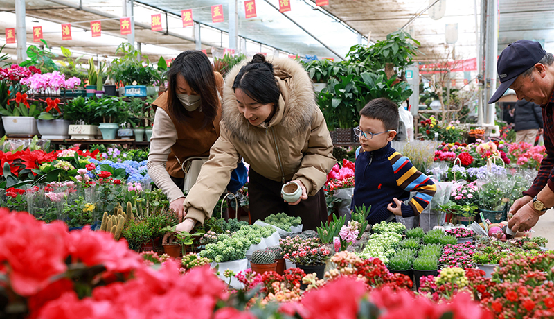 2026新春走基层|酒泉：春节临近 鲜花俏销