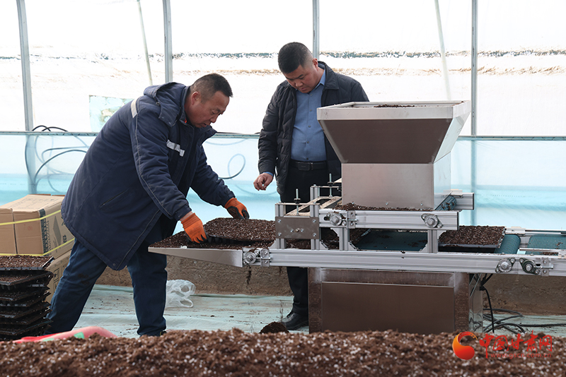 陇原山乡新画卷|临泽：小小辣椒变身群众“幸福椒”