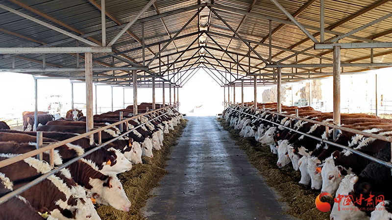 临泽：产业融合促振兴 擘画乡村振兴新图景