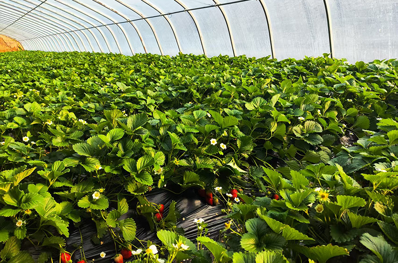 漳县：产业为核 生态为韵