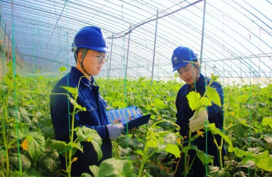 国网庆阳供电公司：电擎大棚生财气 春暖乡村聚福气