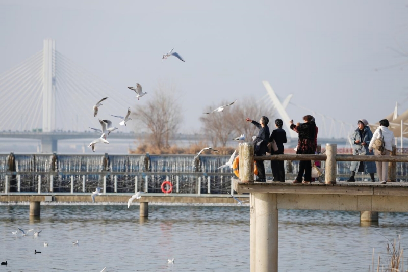 天汉湿地公园内，市民游客正在观赏红嘴鸥。刘俊强摄