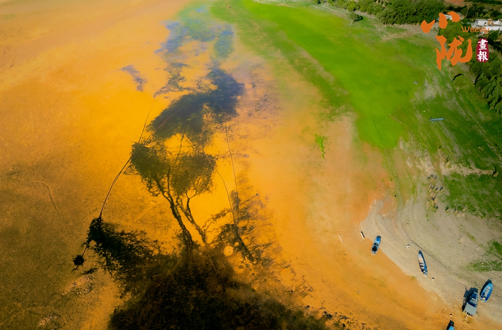 刘家峡黄河滩涂“潮汐树”绘就大地奇观