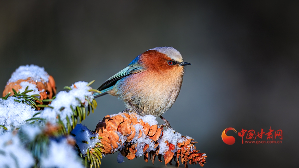 雪落祁连遇“精灵”