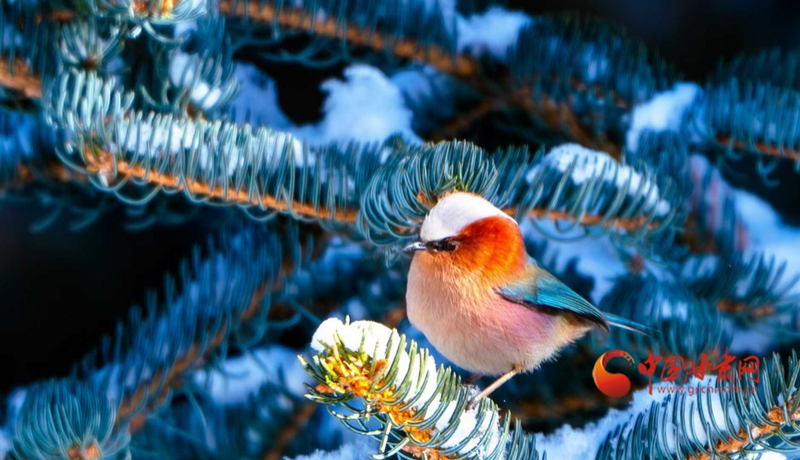 春动陇原|雪落祁连遇“精灵” 凤头雀莺舞春光