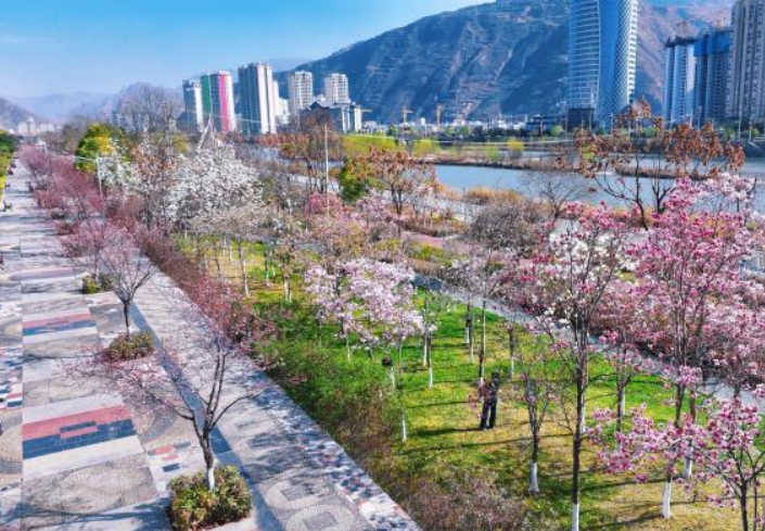 甘肃武都：春日赏花正当时