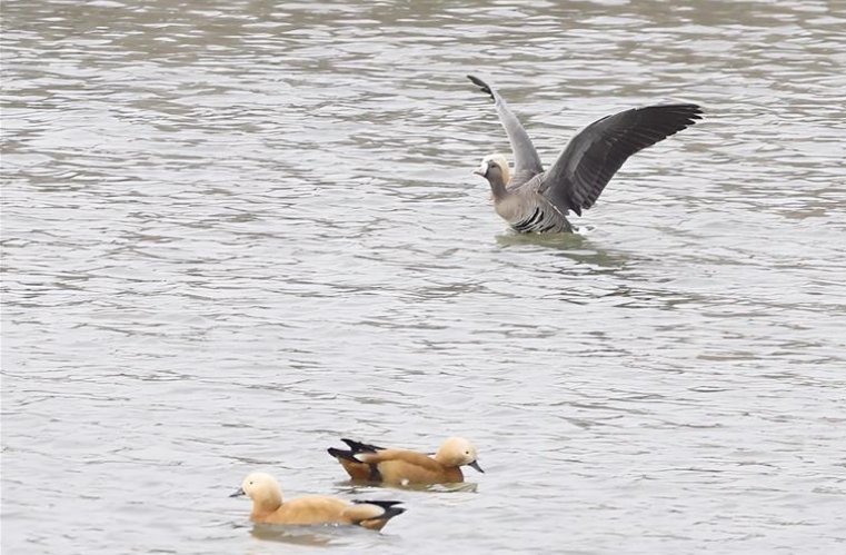 国家二级保护动物白额雁首次现身兰州新区