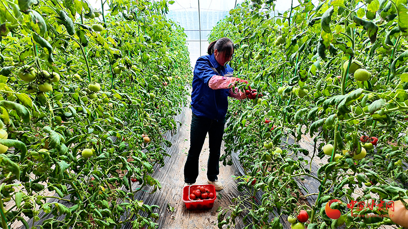 静宁：复工复产启新程 红柿满棚促增收