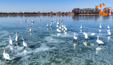 金塔：候鸟与湿地的诗意图景