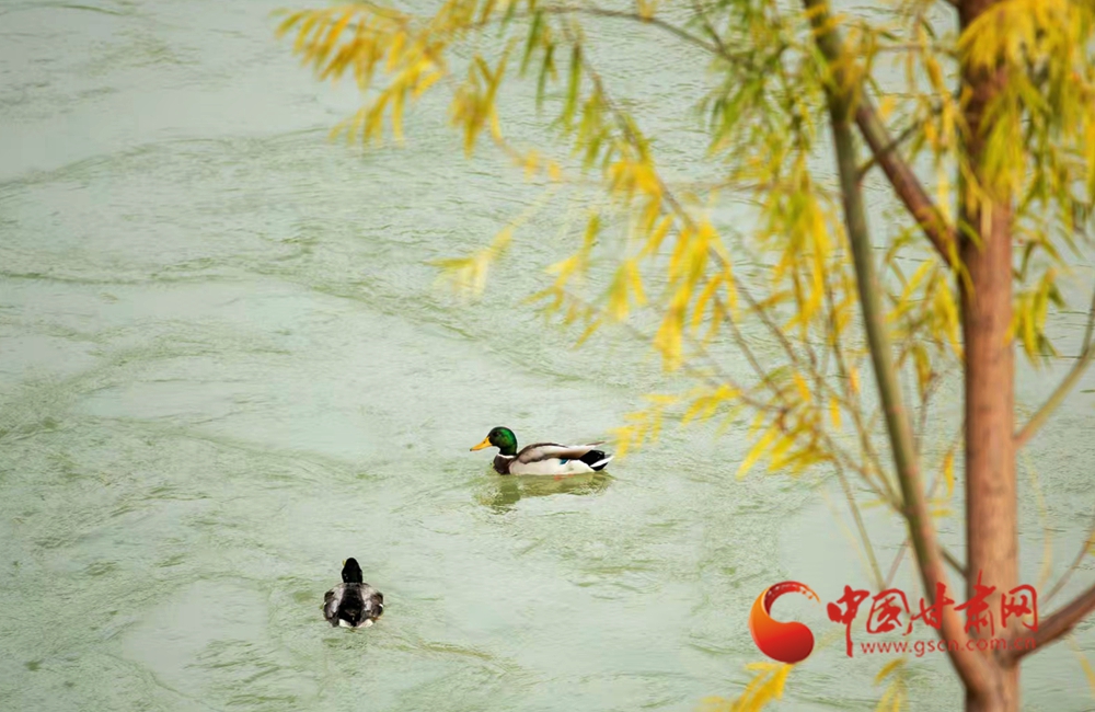 永靖春日 万物有声