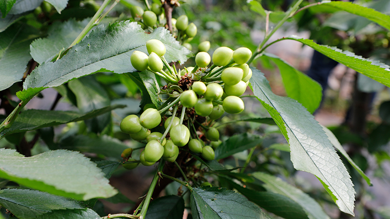 陇原山乡新画卷|临泽：樱桃花开春意浓 棚内孕育“致富果”