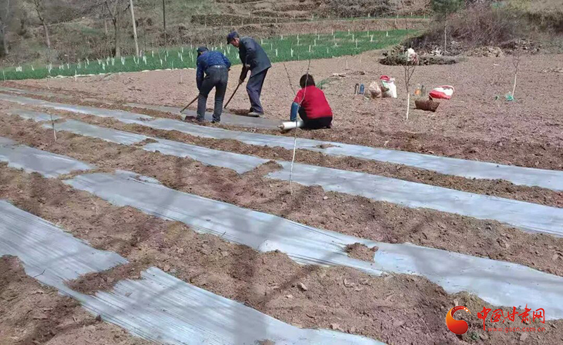 西和：春耕备耕正当时 田间地头农事忙
