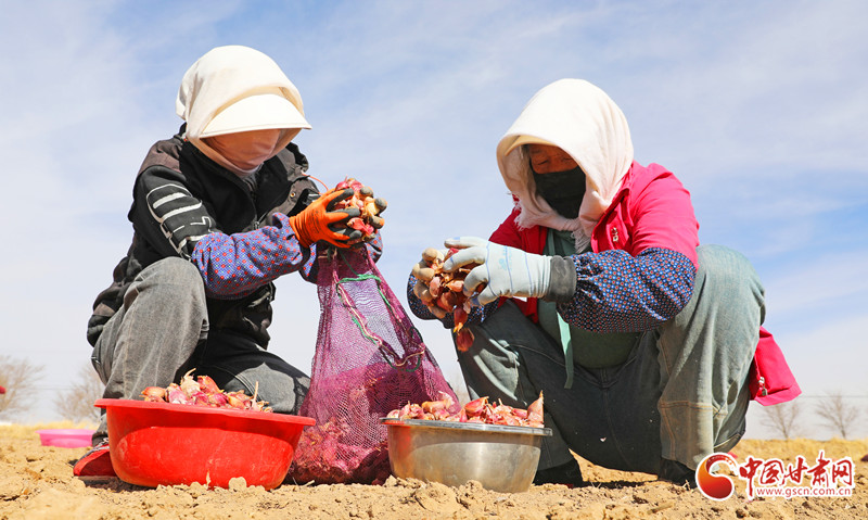 祁连山下紫皮大蒜种植忙