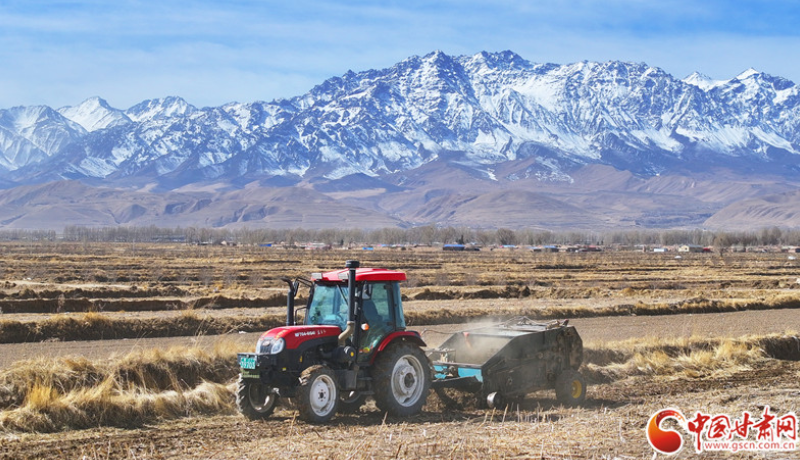 春动陇原·陇拍客丨祁连山下紫皮大蒜种植忙